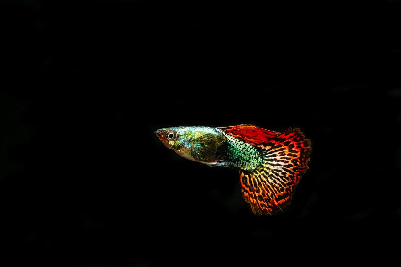 Budidaya Guppy di Ember