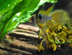 Tanaman Darat Untuk Aquascape