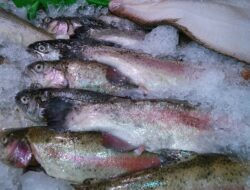 Bisnis Ikan Laut Beku
