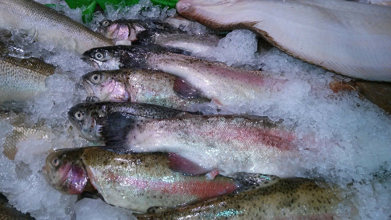 Bisnis Ikan Laut Beku