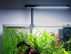 Jenis Pasir Aquascape