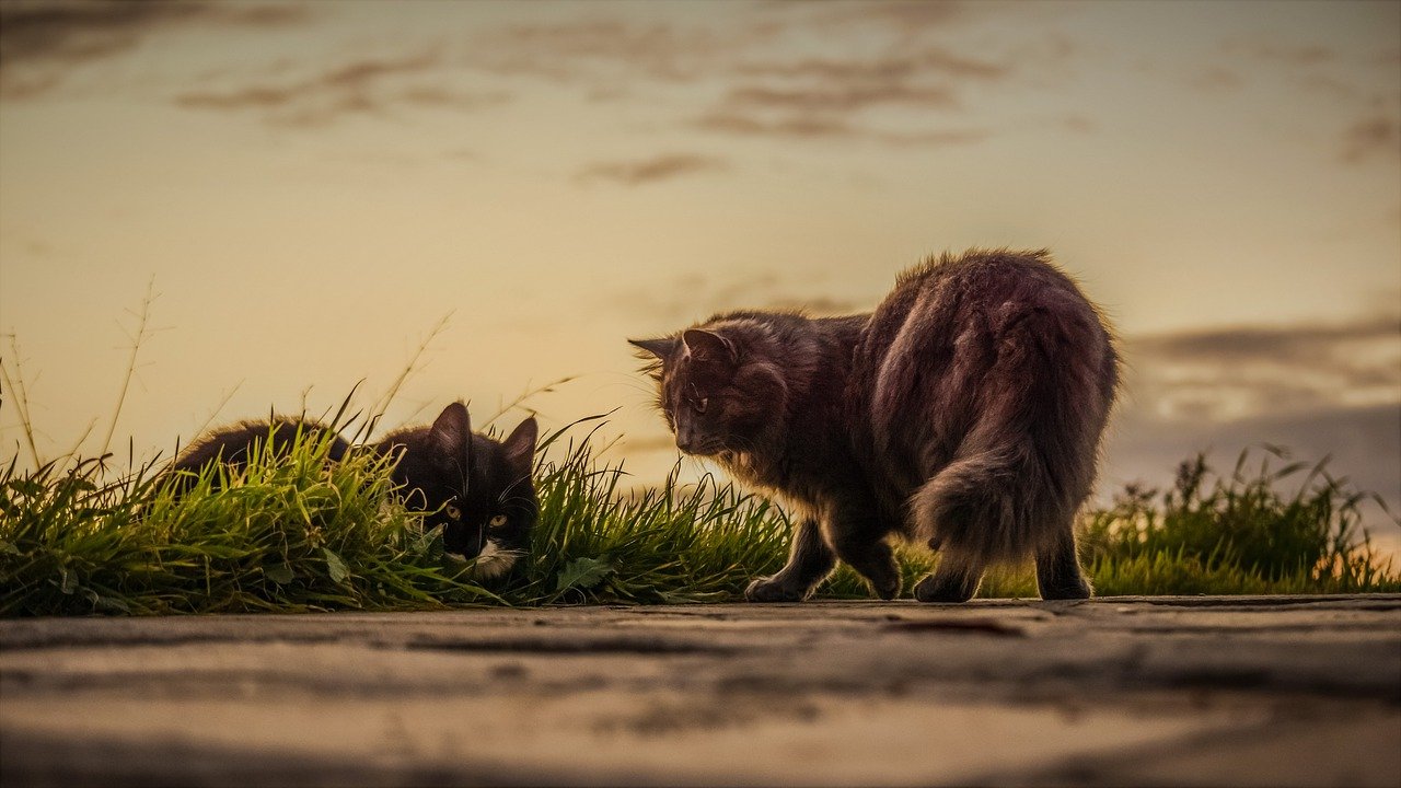 7 Bahaya memelihara Kucing Anggora